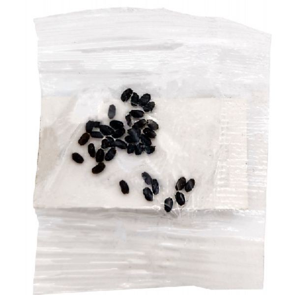 199998-seeds P1 product-1-1